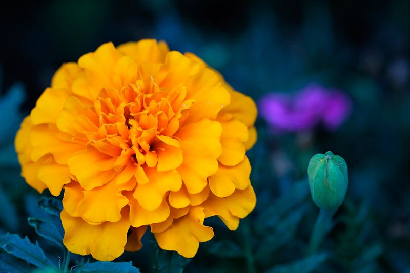 como cuidar tagetes 09a