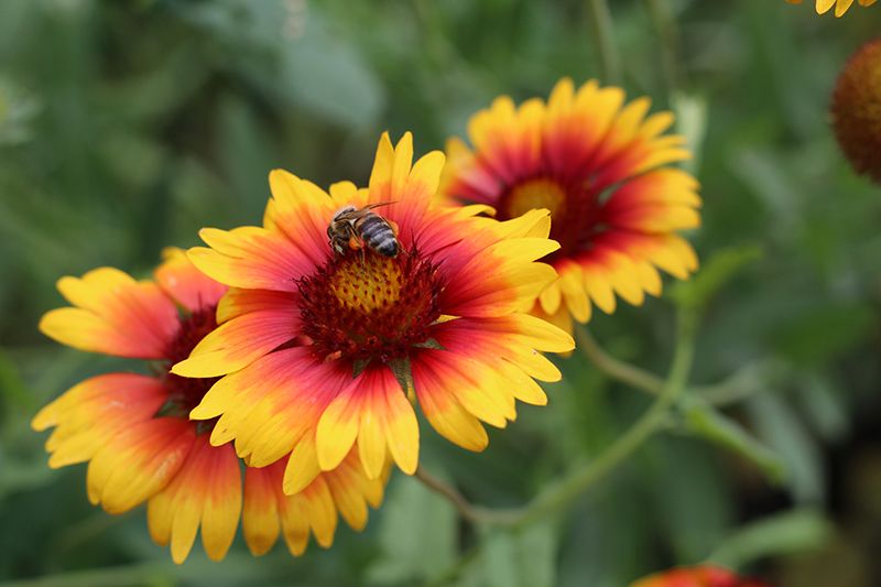 cuidados gaillardia 08a