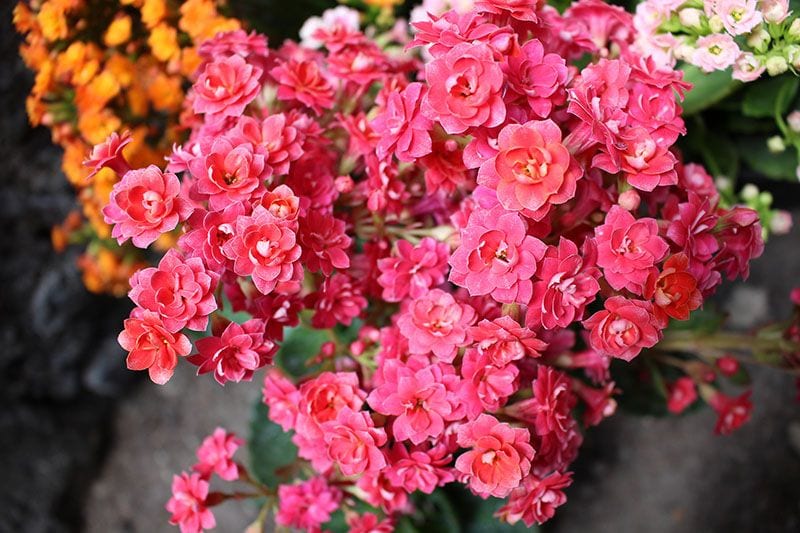 cultivo kalanchoe 6