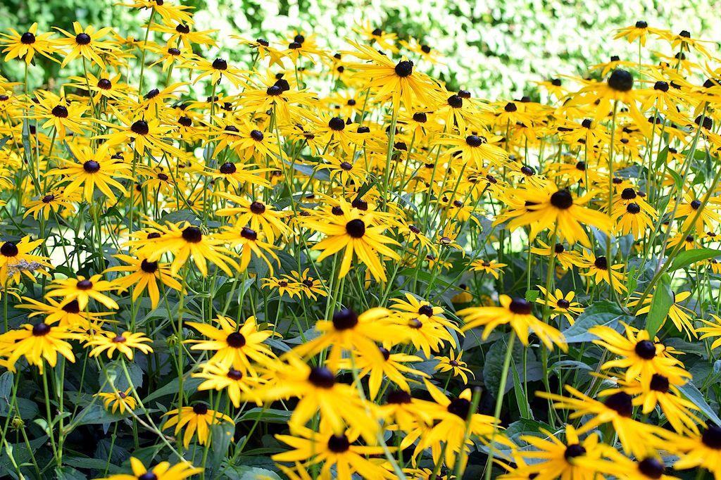 Rudbeckia ('Rudbeckia hirta')