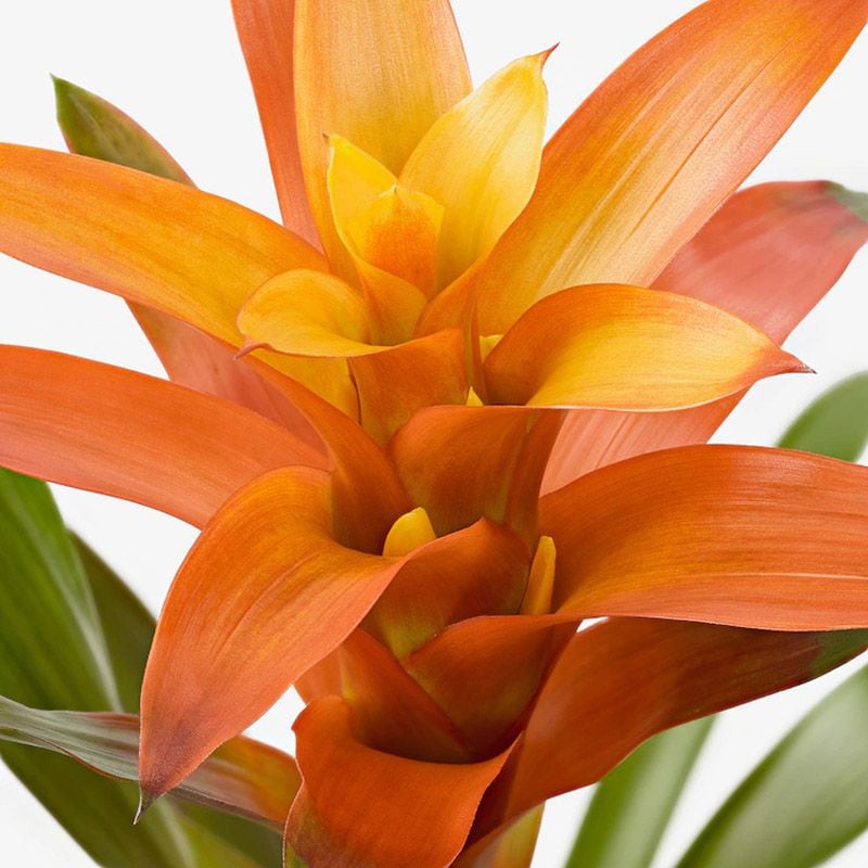 cuidados guzmania 05a