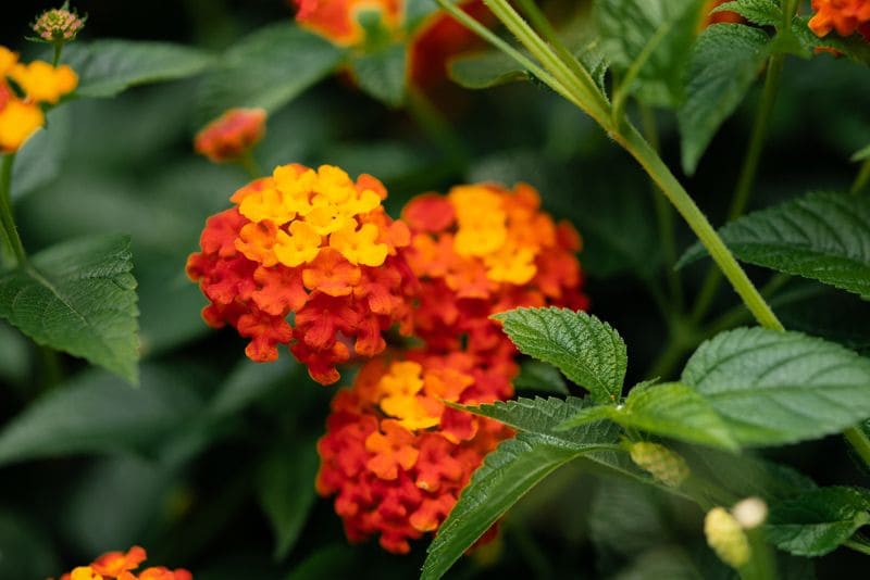 lantana arbusto otoño hola decoracion 09