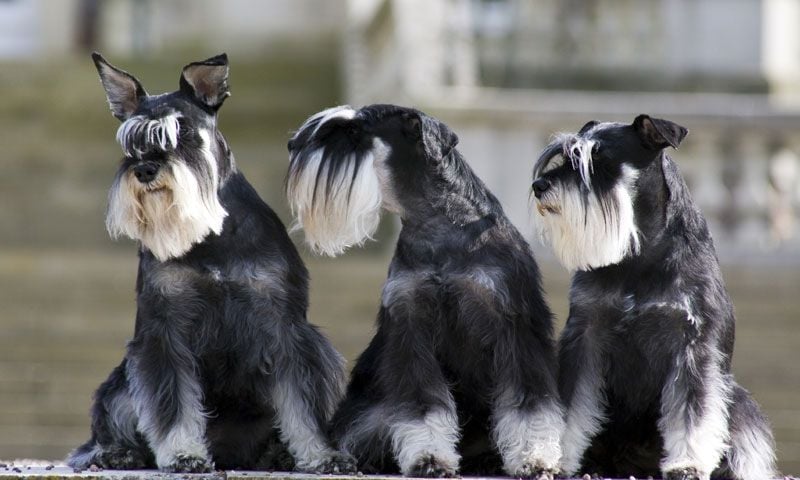 schnauzer