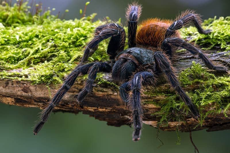 01 tener tarantula como mascota