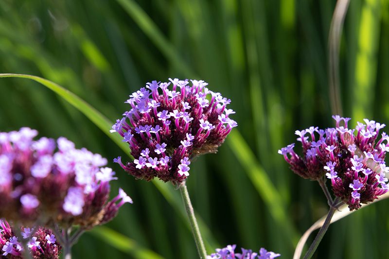 plantas con flor todo el ano 05a