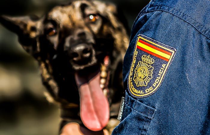 adopta-a-un-perro-jubilado-perro-policia-2