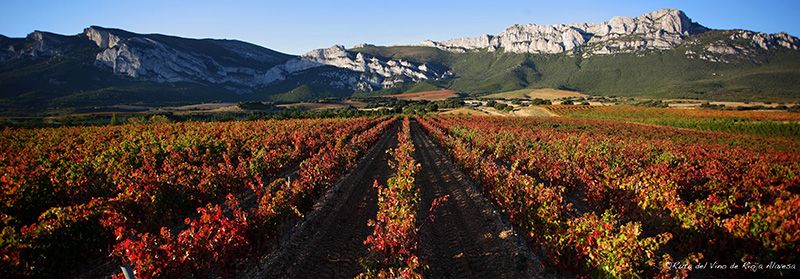 Paisaje-Rioja-Alavesa