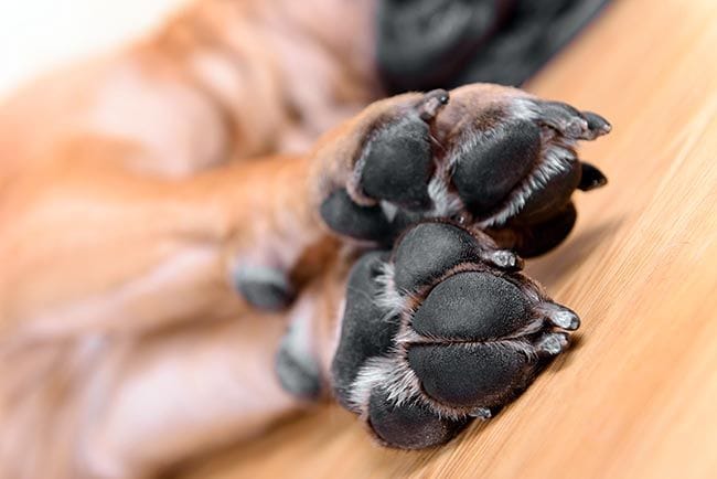 Con el calor llegan las quemaduras en las almohadillas de tu perro