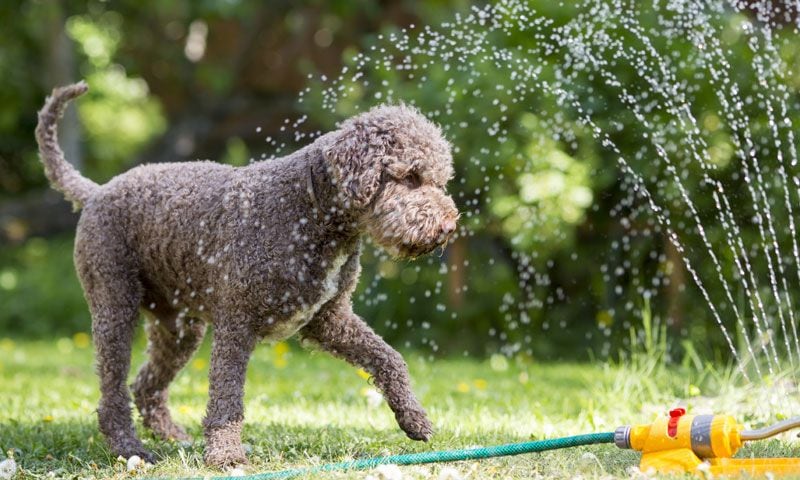 perro de agua