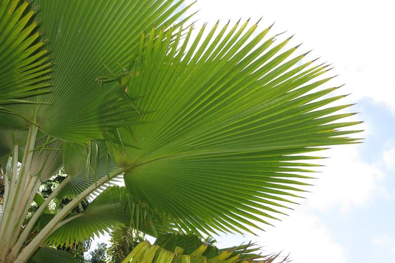 totuma licuala grandis palmera interior hola decoracion 03