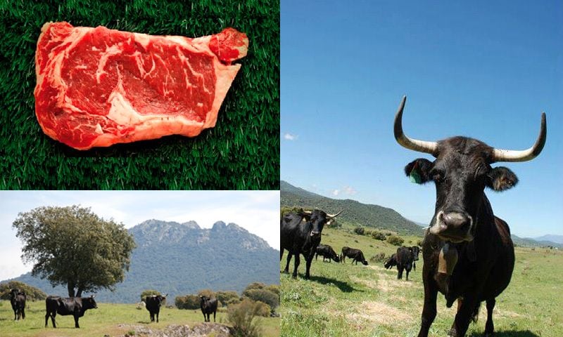 carne ecologica directa a casa venta online vaca negra