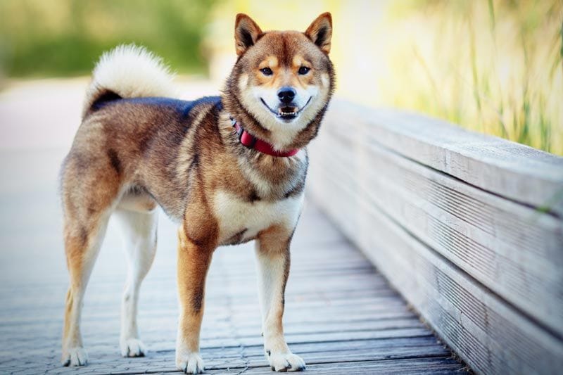 shiba inu 6a