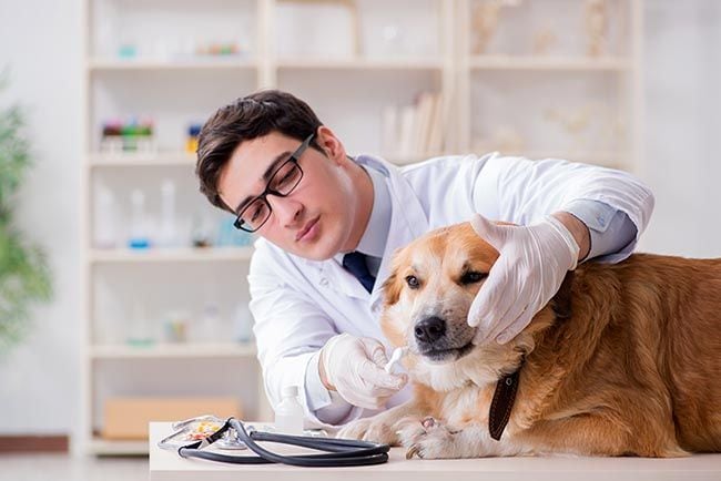 Cómo cuidar la salud dental de tu perro