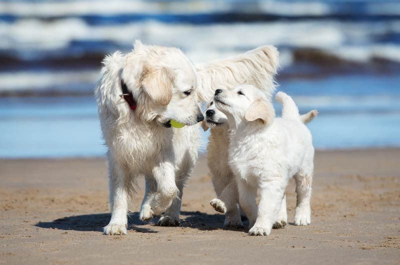 cachorros playa