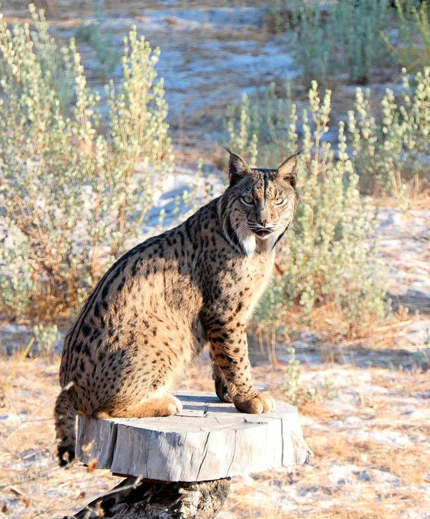 lince-donana