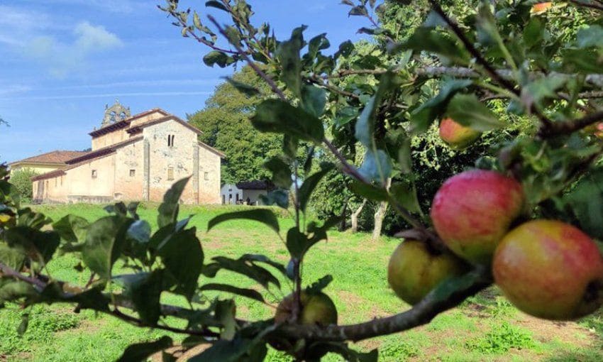 Manzanas junto a la iglesia prerrománica de San Salvador de Priesca en el Camino de Santiago a su paso por Villaviciosa.