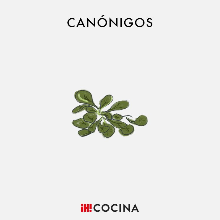 Canónigos