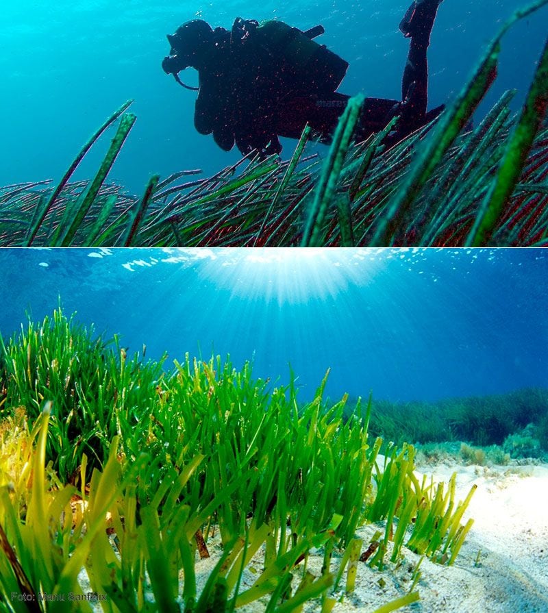 Formentera posidonia