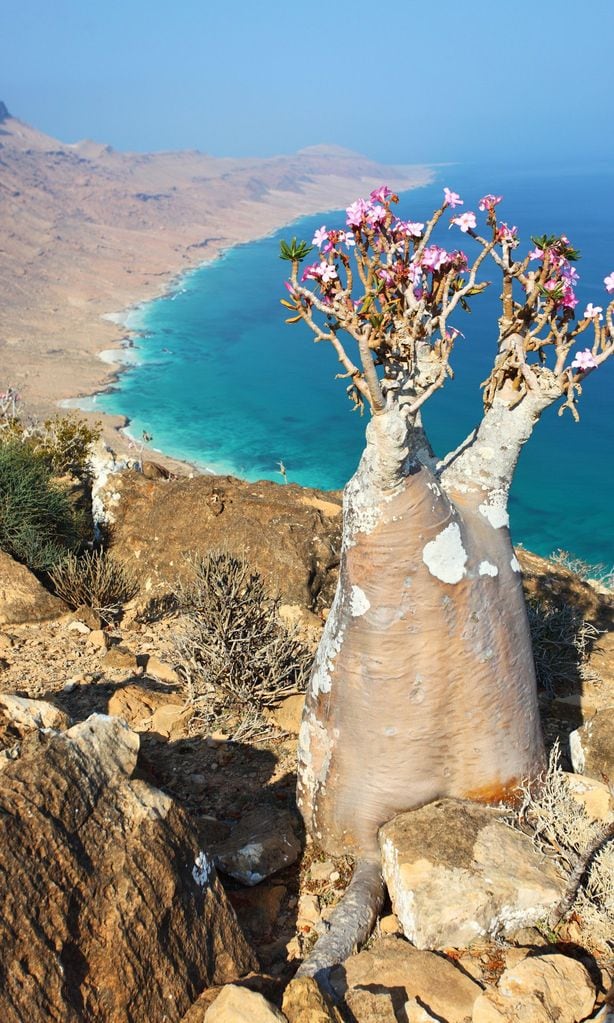 rbol de botella end mico de la isla de socotra oteando el mar turquesa archipi lago de socotra yemen 