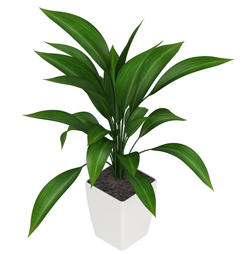 3 aspidistra