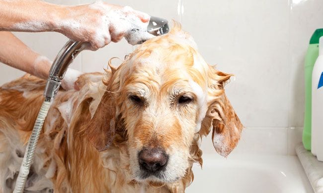 Perro bañándose