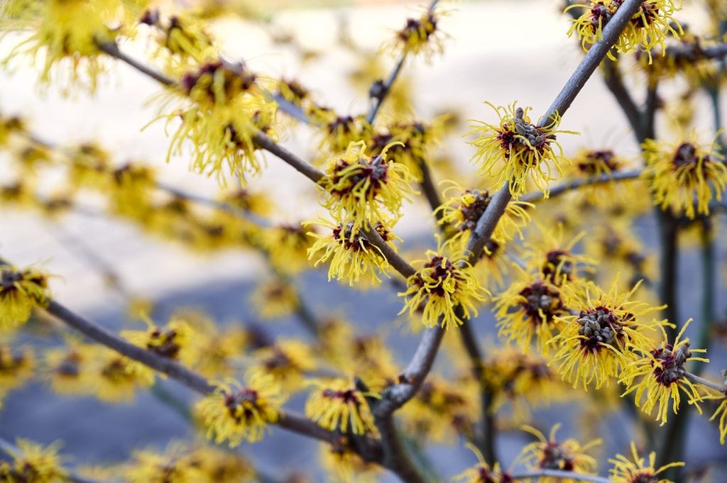 Hamamelis virginiana