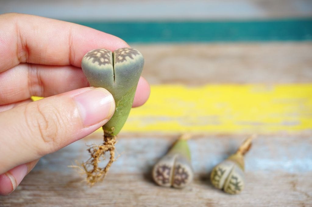 Lithops o piedras vivas