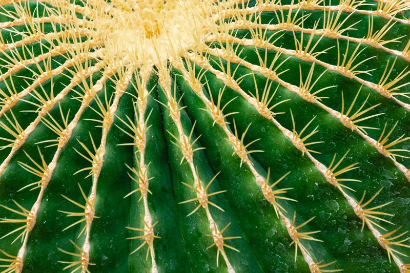 cactus erizo cultivo cuidados hola decoracion 09