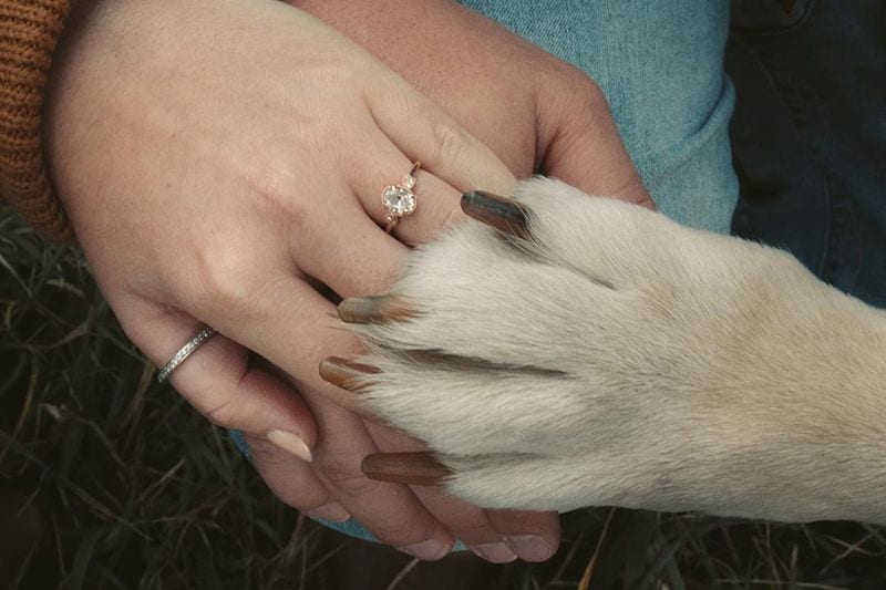 anillo mascota