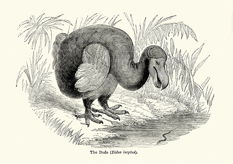 pajaro-dodo-ilustracion