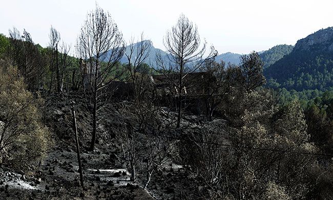 bosque quemado