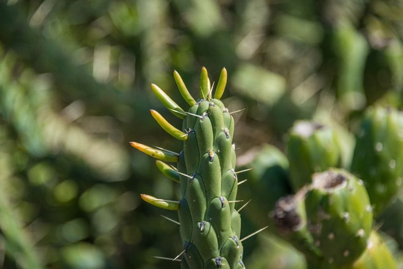 cactus alfileres eva Austrocylindropuntia subulata hola decoracion 03