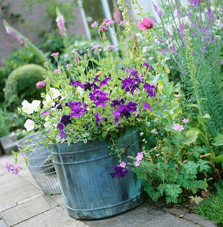 petunias