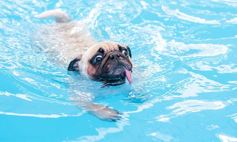 pug en el agua