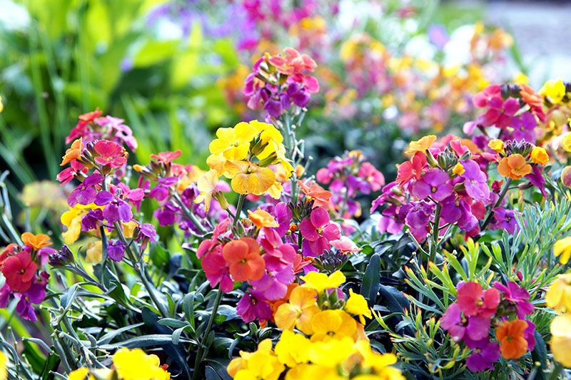 plantas balcon 6