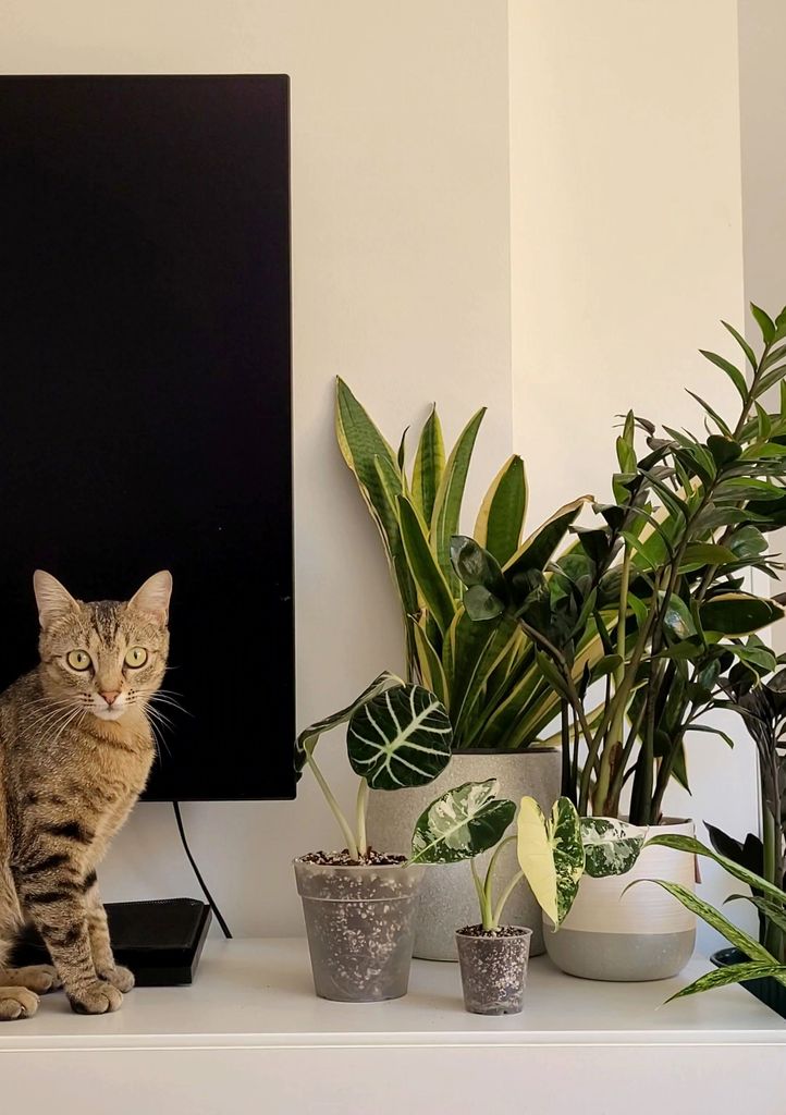 Hada, la gata de Plantulinas, junto a varias plantas de interior