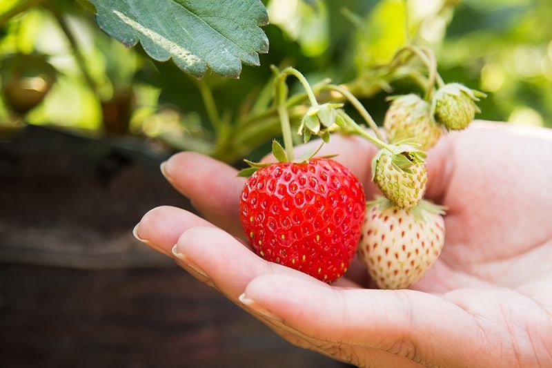 como cultivar fresas 04a