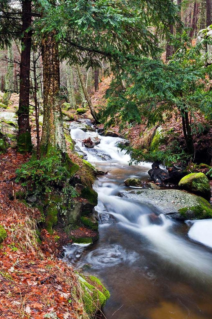 canencia madrid bosques