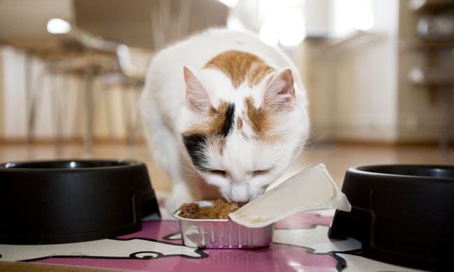 gato comiendo