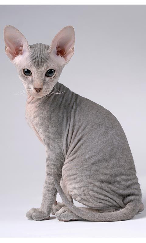 peterbald