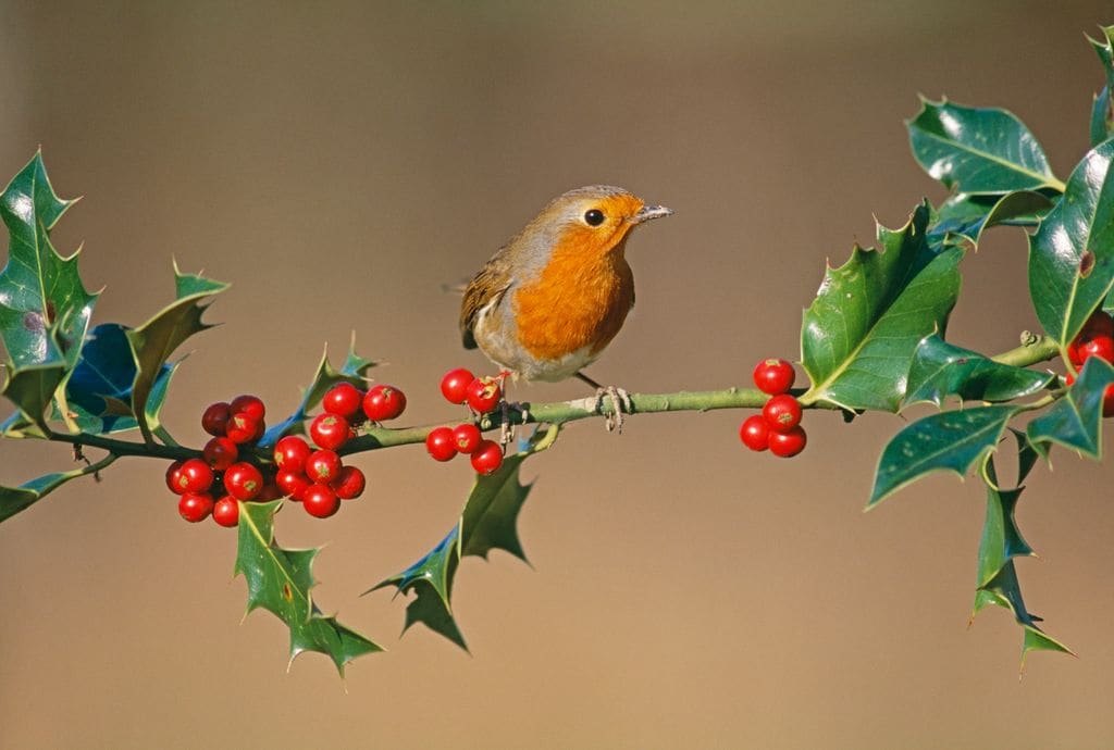 Animales y Navidad: El misterio de los renos y otros animales navideños