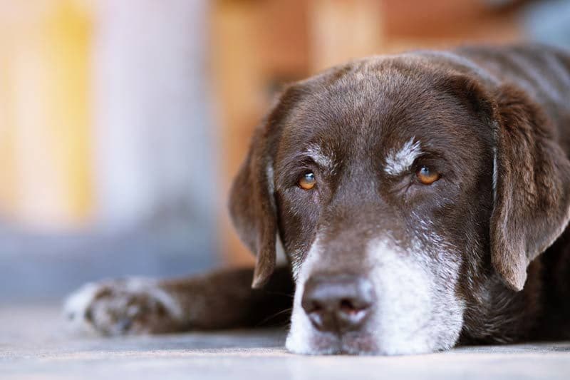 perro anciano