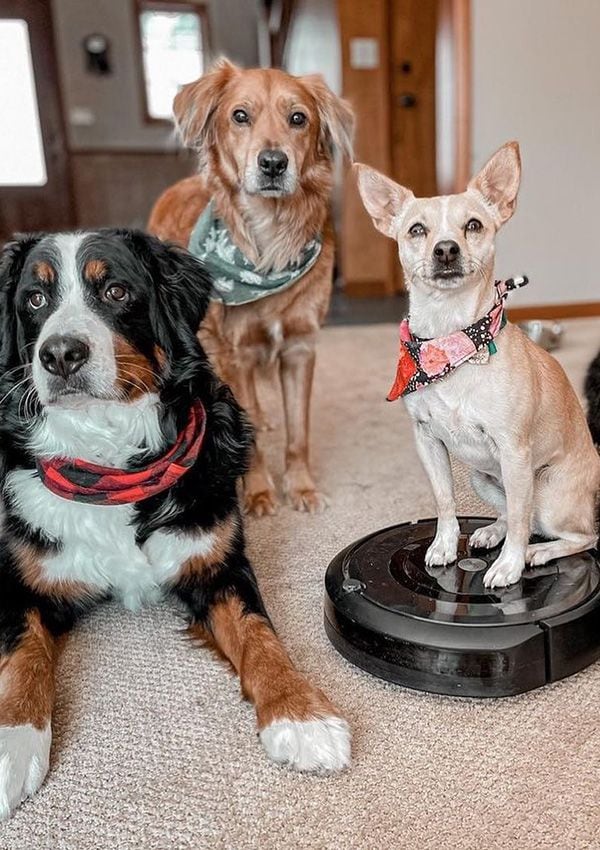 Perros con robot aspirador