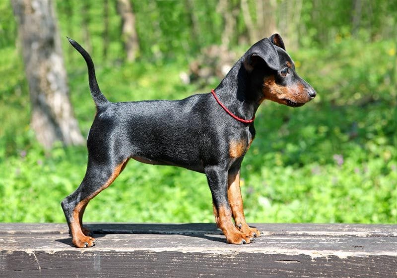 pinscher 7a