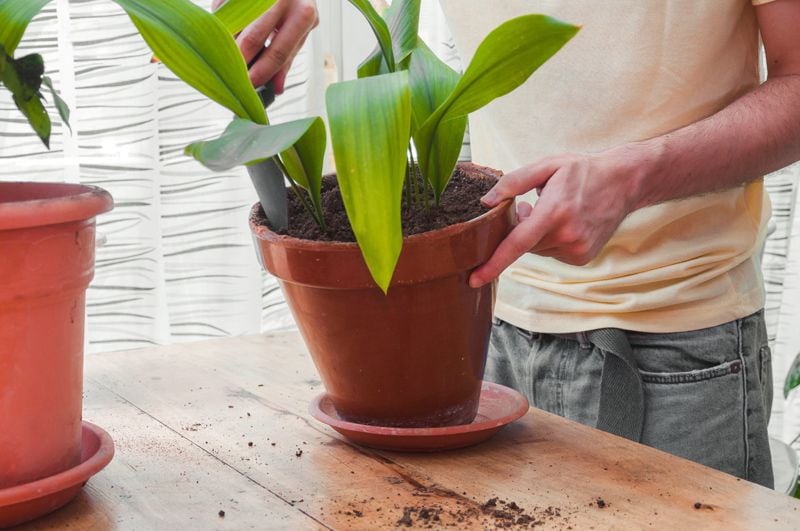 aspidistra orejas de burro cuidados hola decoracion 05