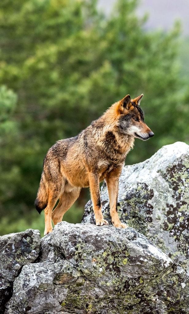 Lobo Ibérico de Castilla y León