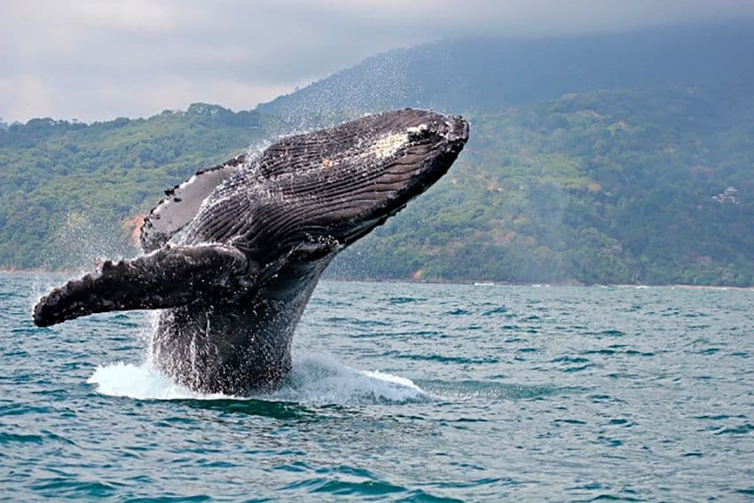 ballenas costa rica 12a