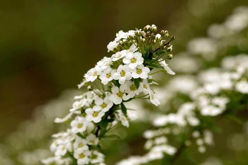 cuidados lobularia 6