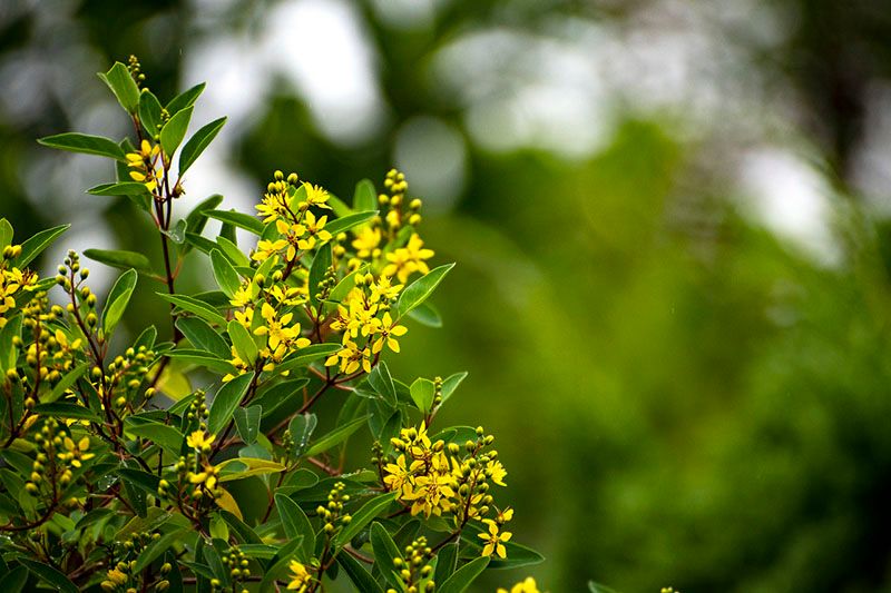 primeras plantas florecen 1