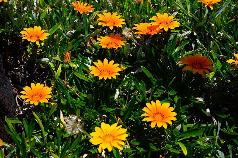 cultivo gazania 4